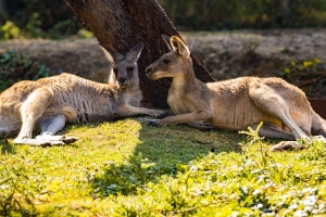 Kangourous