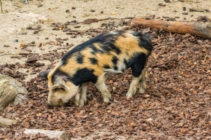 Kunekune