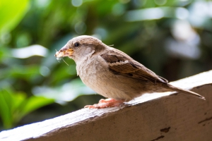 Moineau