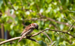 Moineau