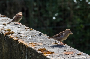 Moineau