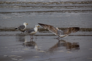 Mouettes