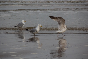 Mouettes