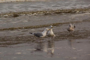 Mouettes