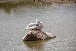 Pelican