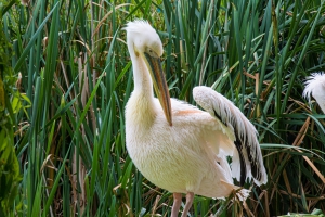 Pelican