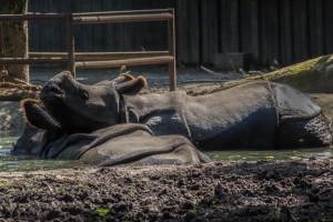 Rhinocéros