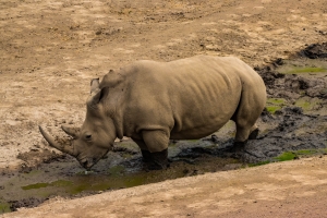 Rhinocéros