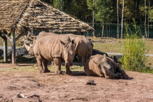 Rhinocéros