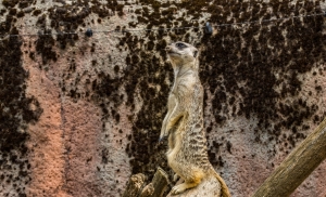 Suricate