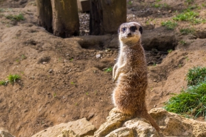 Suricate