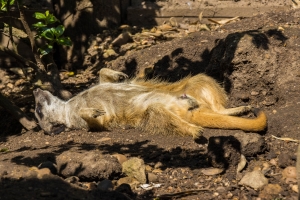 Suricate