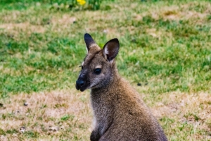 Wallaby